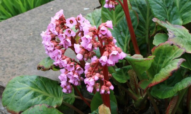 KARL FOERSTER UND DIE BERGENIEN