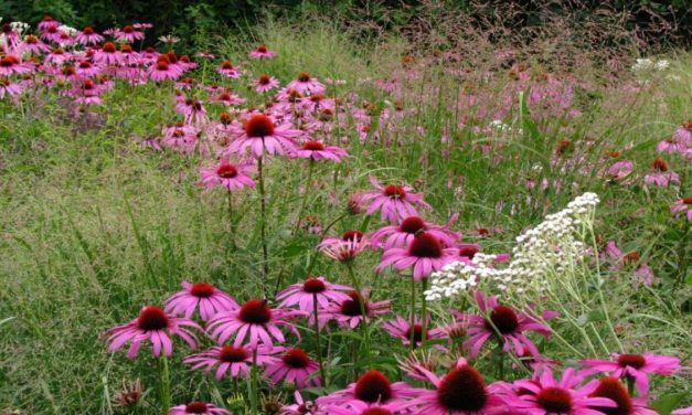 Sichtungsgarten Hermannshof